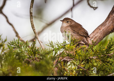 House wren (Troglodytes aedon) perched on a cedar limb with cedar branches in the foreground