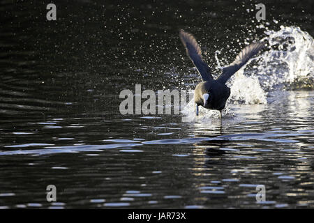 Eurasian coot Fulica atra chasing off rival Eyeworth Pond New Forest National Park Hampshire England Stock Photo