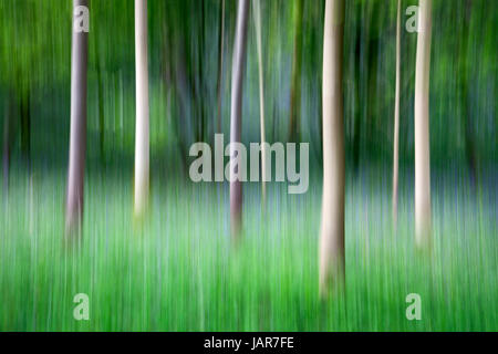 Intentional Camera Movement ICM of tree tunks in Strid Wood, Bolton Abbey, Yorkshire Dales Stock Photo