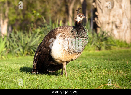 Peahen female bird standing alone in the sunshine Stock Photo