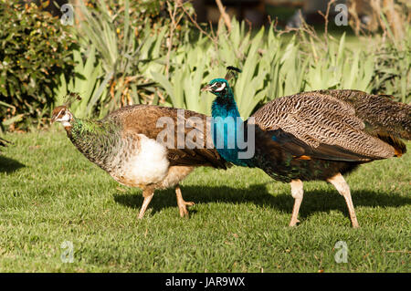 A wild Peacock Male walks along side his mate both members of the Pheasant family Stock Photo