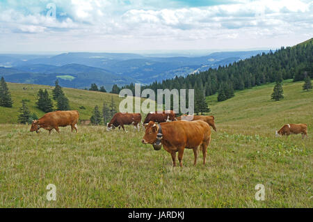 Eine Kuhherde auf einer Weide im Schwarzwald, braune und braun-weisse Kuehe; Wiederkäuer; Blick auf die Berge des Schwarzwaldes A herd of cows on a pasture in the Black Forest, brown and brown-white cows; ruminant; view on the mountains of the Black Forest Stock Photo