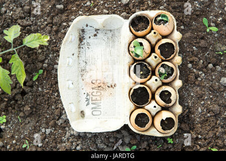Seedlings, sprout grow in the eggshell. Greenhouse Stock Photo