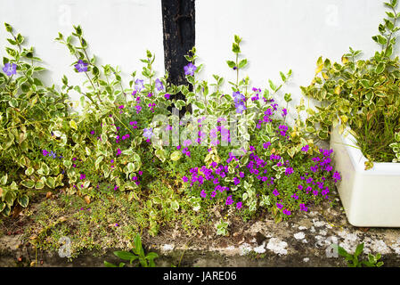 Self-seeded aubretia in flower together with Vinca variegated in an English garden Stock Photo