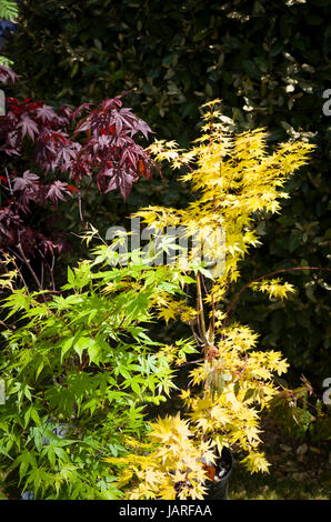 Three young acer trees in three different colours for sale in a charity plant fair in UK Stock Photo