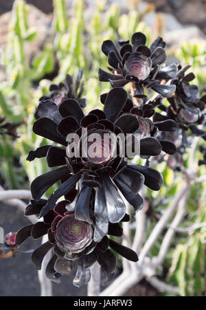 Aeonium arboreum atropurpureum, the tree aeonium, tree houseleek, or Irish rose, a succulent plant,  Lanzarote, Canary Islands Europe