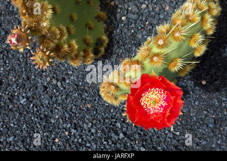 Red cactus flowers Stock Photo