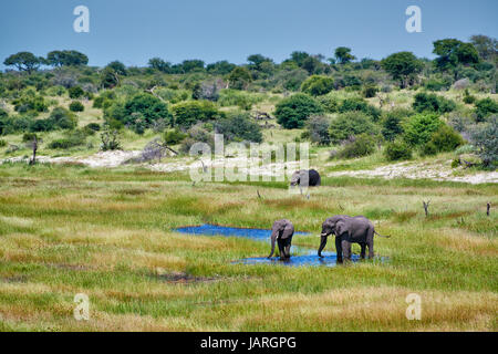 herd of African bush elephants, Boteti River, Makgadikgadi-Pans-National Park, Botswana, Africa Stock Photo