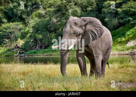 African bush elephant at Boteti River, Makgadikgadi-Pans-National Park, Botswana, Africa Stock Photo