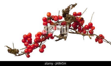 Cut-out Black Bryony berries on white background. Stock Photo