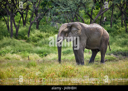 African bush elephant at Boteti River, Makgadikgadi-Pans-National Park, Botswana, Africa Stock Photo