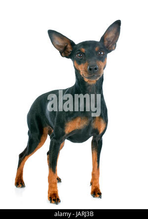 purebred miniature pinscher in front of white background Stock Photo