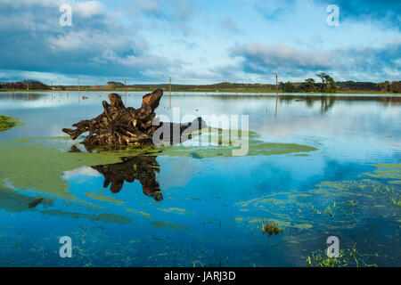 one very old native tree floating in flood water by Foxton New Zealand. Stock Photo