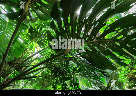 Palm leaves closeup.