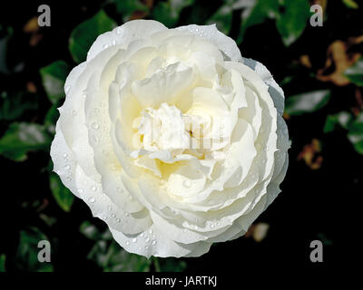 Blüte einer Rose Tchaikovski, blossom of a rose Tchaikovski Stock Photo