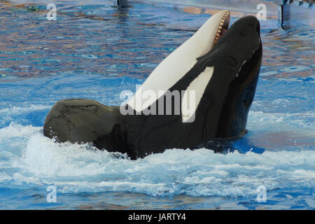 An orca having fun in the waters of Loro Parque, Tenerife, Spain Stock Photo