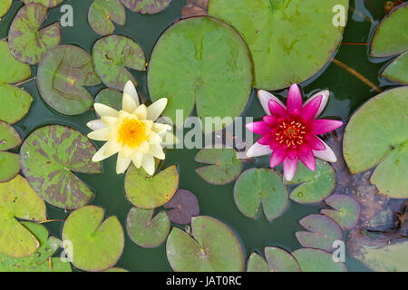 top view of two yellow and pink  nymphaea lily pad flowers Stock Photo