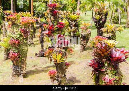Beautiful bromeliaceae in tropical garden in Martinique Stock Photo