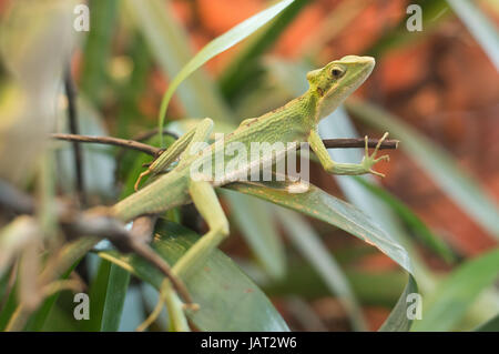 close up on iguana casquehead leamanctus longipes Stock Photo