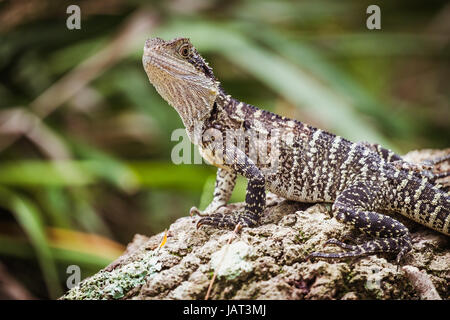 Eastern Water Dragon basking in the sunshine on a tree trunk - Manly, Sydney Stock Photo