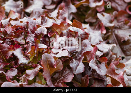 Bronzed red leaves of the popular loosehead type lettuce, 'Red Salad Bowl' Stock Photo