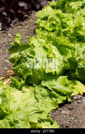Green leaves of the popular crisphead, iceberg type lettuce, 'Webb's Wonderful' Stock Photo