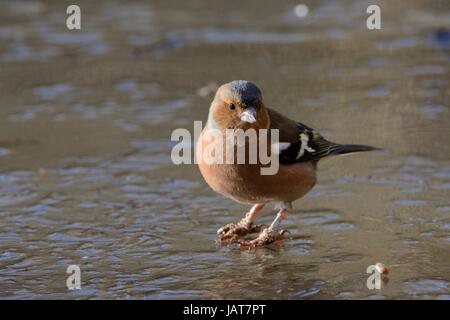 Chaffinch (Fringilla coelebs) with warty growths on leg called Stock ...
