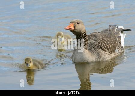 Greylag goose (Anser anser) swimming with two goslings on a lake, Gloucestershire, UK, April. Stock Photo