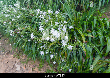 travel to China - wet green bushes with white lily flowers in spring rain in rainforest area of Dazhai Longsheng Rice Terraces (Dragon's Backbone terr Stock Photo