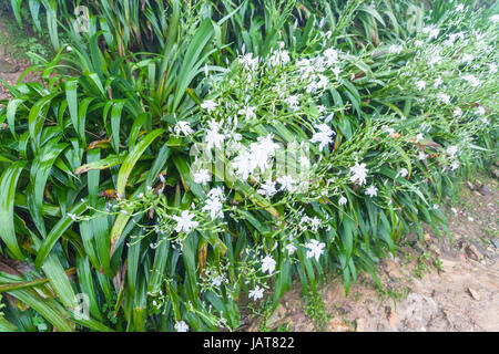 travel to China - wet bushes with white lily flowers in spring rain in rainforest area of Dazhai Longsheng Rice Terraces (Dragon's Backbone terrace, L Stock Photo