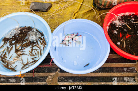 travel to China - live river fishes on street outdoor market in Yangshuo in spring Stock Photo