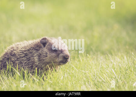 Baby Groundhogs (Marmota Monax) playing and nudging and sharing in the fresh green grass Stock Photo