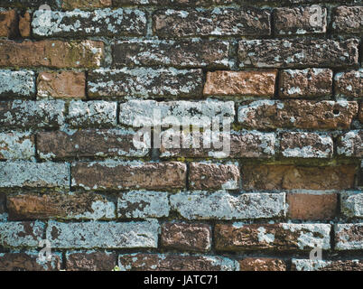 Bricks wall with lichens. Background texture Stock Photo