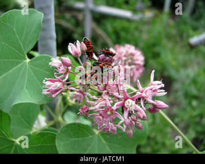 The firebug, Pyrrhocoris apterus on flower Stock Photo