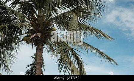 Coconut Palms with Coconut Fruits with Green Leaves and Blue Sky in Pattaya Beach Thailand Stock Photo