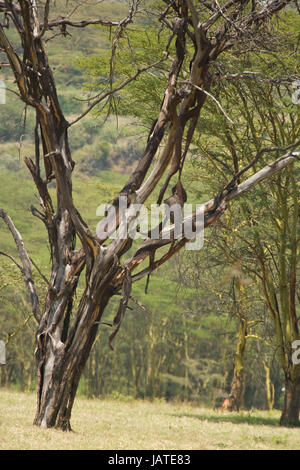 Dead Yellow Barked Acacia Tree with peeling bark Stock Photo