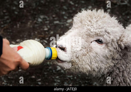 Lamb being fed milk from a bottle Stock Photo