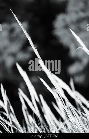 black and white grass background Stock Photo - Alamy