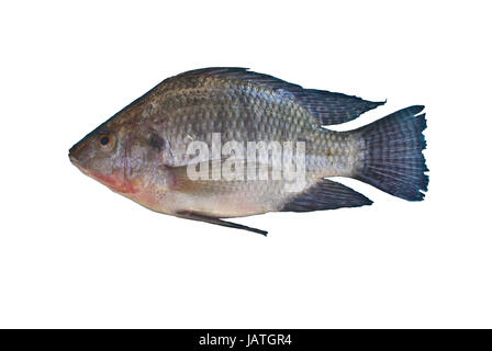 Oreochromis niloticus  Freshwater fishes of Thailand Stock Photo