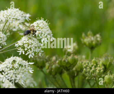 Cow parsley (Anthriscus sylvestris) flower and seed heads with bee pollinating flowers Stock Photo