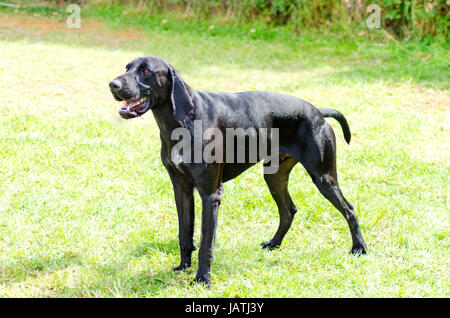 German Long Haired Pointing Dog Stock Photo 280941030 Alamy