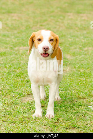 A young, beautiful, white and orange Istrian Shorthaired Hound puppy dog standing on the lawn. The Istrian Short haired Hound is a scent hound dog for hunting hare and foxes. Stock Photo