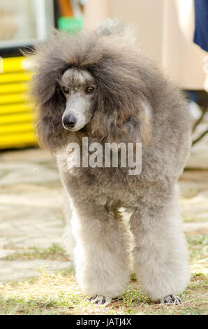 A close up of a small beautiful and adorable silver gray Miniature Poodle dog. Poodles are exceptionally intelligent usually equated to beauty, luxury and snobs. Stock Photo