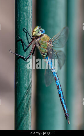 Common Green Darner dragonfly at restresting Stock Photo