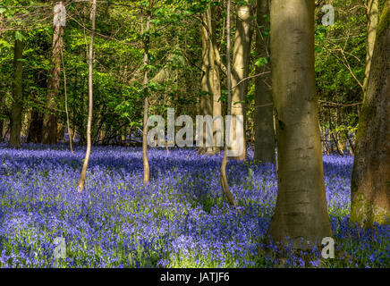 Bluebell wood in full bloom on a sunny spring day
