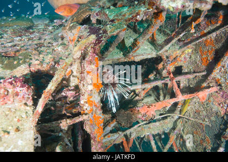 plane wreck underwater solomon islands Stock Photo