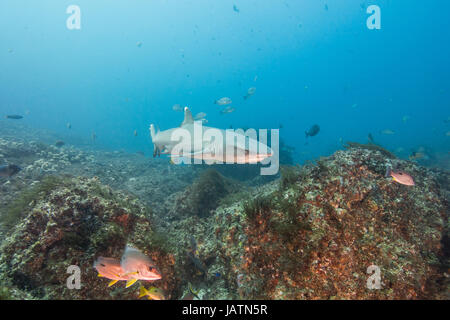 white tip reef shark queensland australia Stock Photo