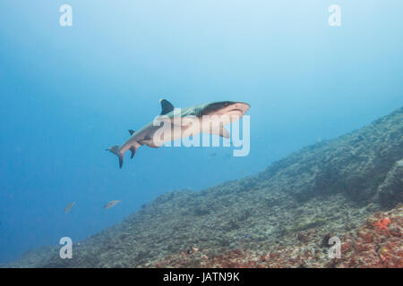 white tip reef shark queensland australia Stock Photo