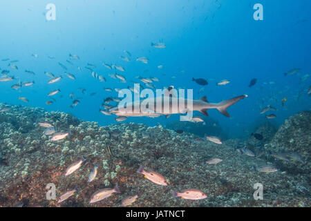 white tip reef shark queensland australia Stock Photo