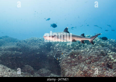 white tip reef shark queensland australia Stock Photo